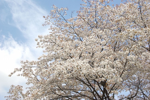 mountain cherry 1 _c0020265_1413138.jpg