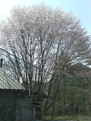 a0086067_11143145.gif
