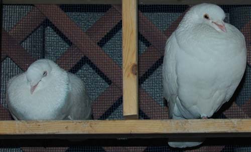 今日のスナップ 寝姿 08 4 11 White Pigeons 白い鳩たち