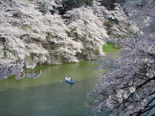 東京の桜2　千鳥ヶ淵の桜_e0097770_2134154.jpg