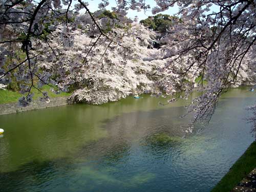 東京の桜2　千鳥ヶ淵の桜_e0097770_21374424.jpg