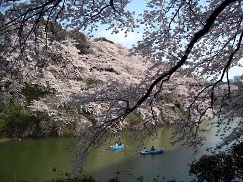 東京の桜2　千鳥ヶ淵の桜_e0097770_21391213.jpg