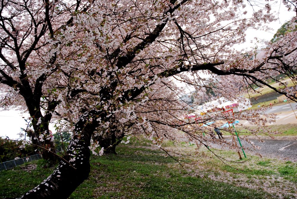 雨上がりの後楽園_c0132571_24179.jpg