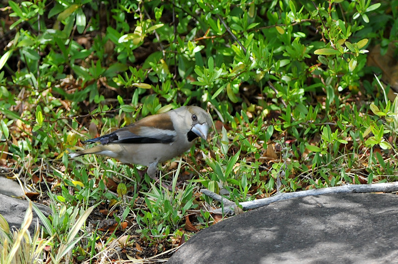 冬鳥のシメ！_f0053272_18414589.jpg