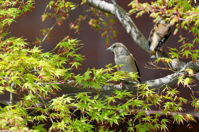 冬鳥のシメ！_f0053272_18424323.jpg