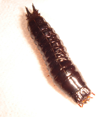 コメツキムシ カブトムシのタッパーから むいむいのお時間