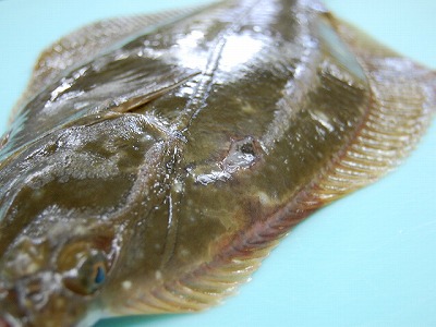 体に石を持つ魚～♪_a0110392_2011515.jpg