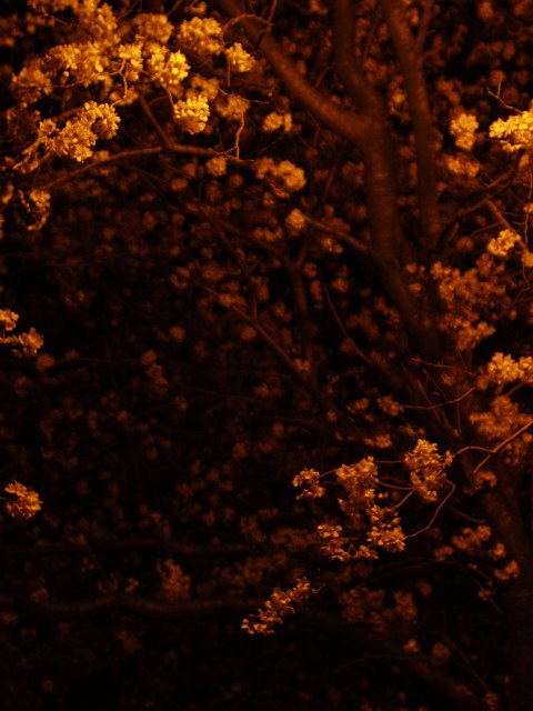 夜桜_c0136092_0113651.jpg