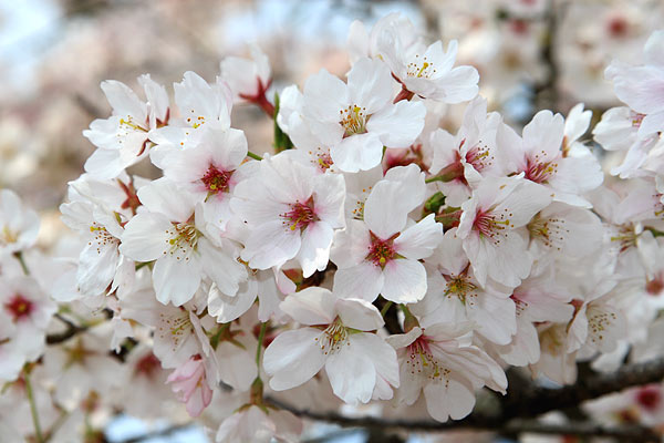 桜・さくら・サクラ_b0136805_2147521.jpg