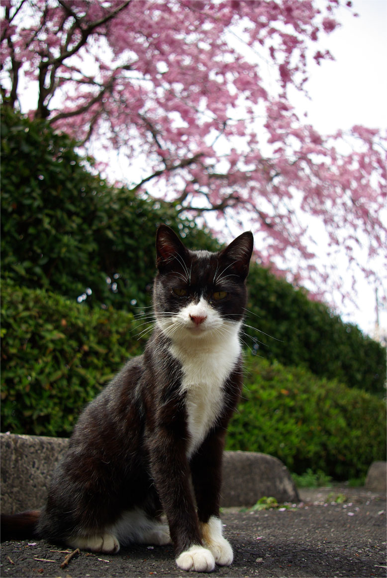 湊山公園／桜の出会い_e0139605_18263988.jpg