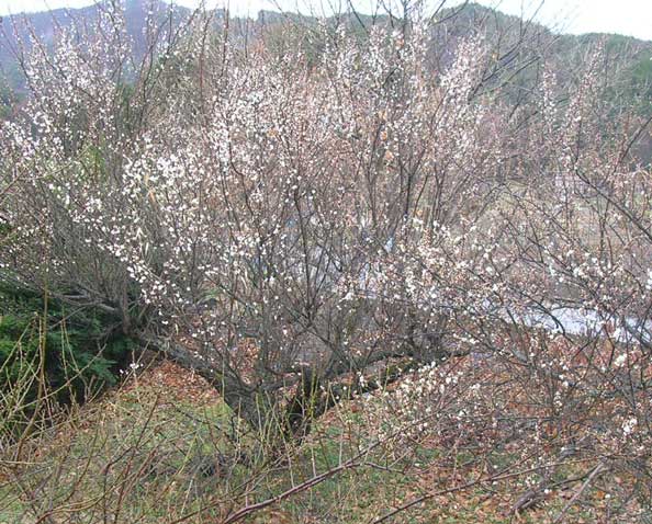 c0085508_021383.jpg