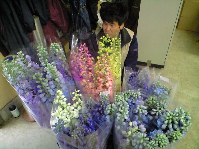 萌木商店でデルフィ産地フェア_d0099708_20212664.jpg