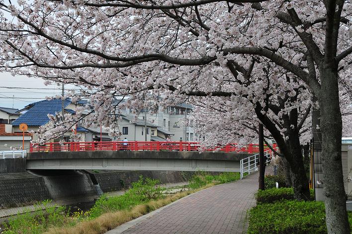 太宰府の桜名所 2008_a0042310_17424669.jpg