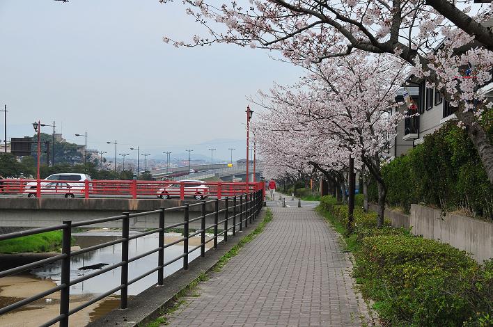 太宰府の桜名所 2008_a0042310_17435771.jpg