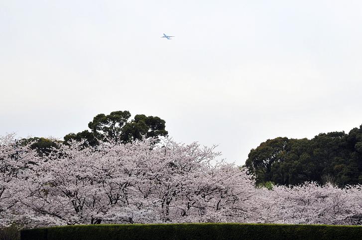 太宰府の桜名所 2008_a0042310_17461528.jpg