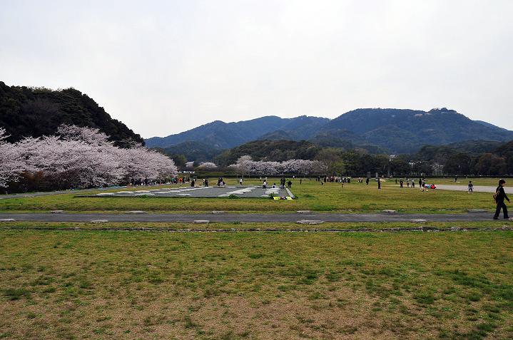 太宰府の桜名所 2008_a0042310_17543632.jpg