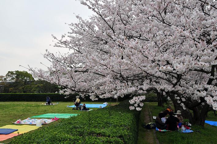 太宰府の桜名所 2008_a0042310_17545352.jpg
