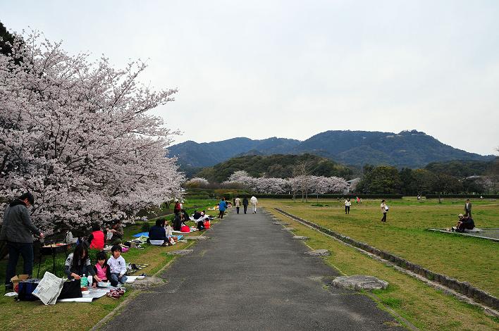 太宰府の桜名所 2008_a0042310_17552574.jpg