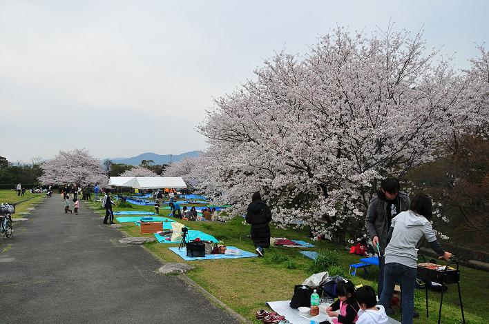 太宰府の桜名所 2008_a0042310_17554427.jpg
