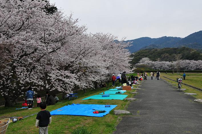 太宰府の桜名所 2008_a0042310_1755895.jpg