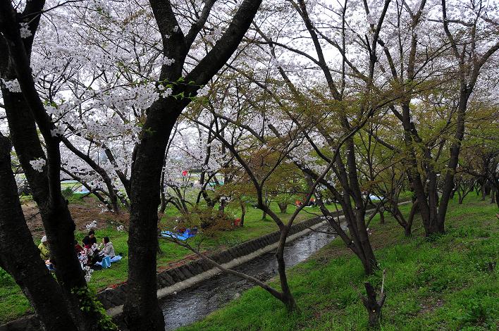太宰府の桜名所 2008_a0042310_17572185.jpg