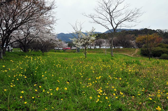 太宰府の桜名所 2008_a0042310_1758030.jpg