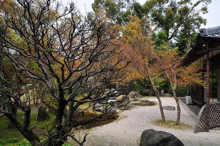 太宰府の桜名所 2008_a0042310_1822189.jpg