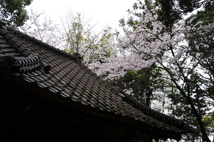 太宰府の桜名所 2008_a0042310_1851061.jpg