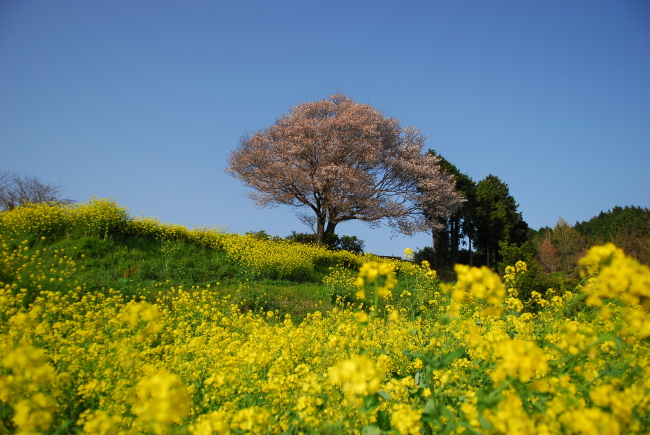 馬場の山桜(一本桜)_d0047811_1123431.jpg