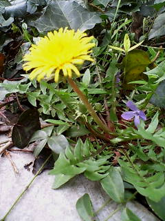 c0109726_114930100.jpg