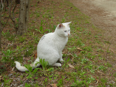 野良猫捜索　PART-9 ＜再会＞_d0150434_18235983.jpg