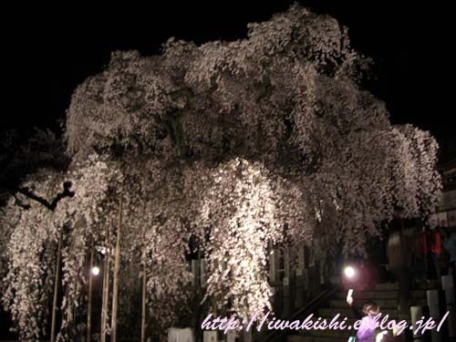 4月11日　小川諏訪神社の夜桜_f0105342_12184470.jpg