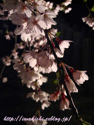 4月11日　小川諏訪神社の夜桜_f0105342_12193833.jpg