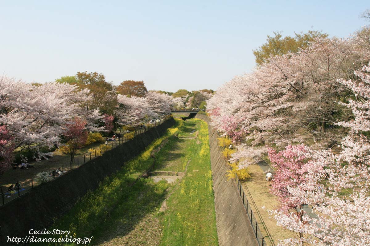 さくら　サクラ　SAKURA 2008_a0076043_1135711.jpg