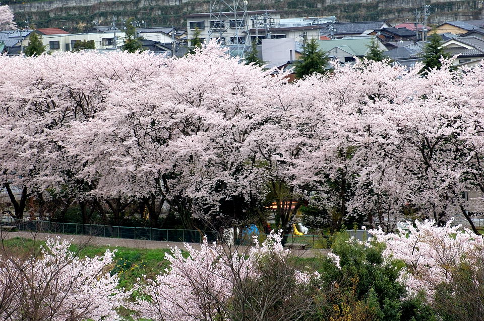 地元の桜_c0150545_2444943.jpg