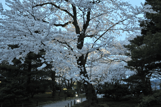 兼六園の桜(1)_c0093046_6132974.gif