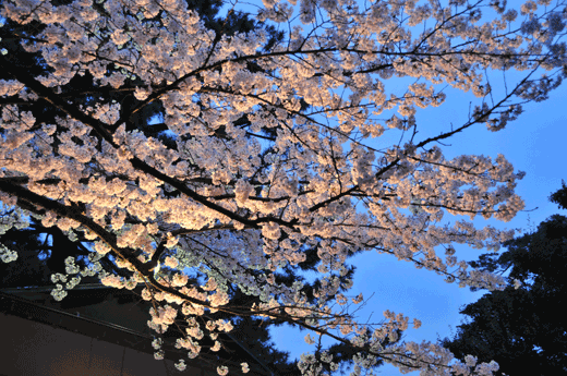 兼六園の桜(1)_c0093046_613332.gif