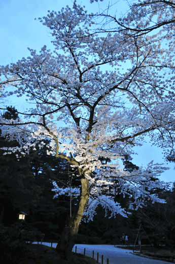 兼六園の桜(1)_c0093046_613579.gif