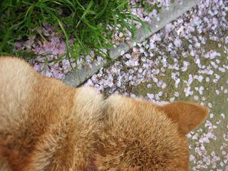 春は旅立ちの季節_c0049950_8381513.jpg
