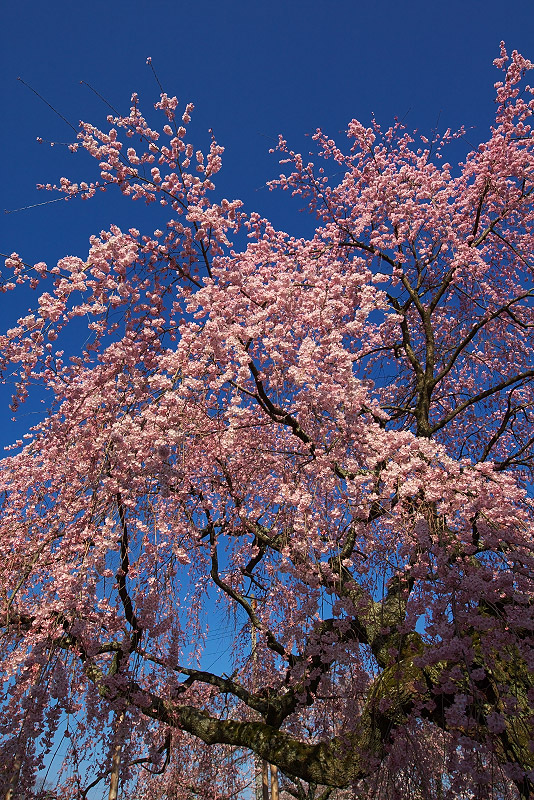 2008桜-15・16・17・18・19・20・21_c0101558_23204100.jpg