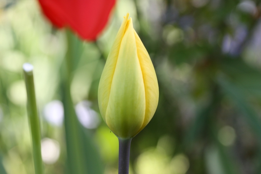 咲いた～咲いた～♪チューリップの花が♪_f0106759_6175699.jpg