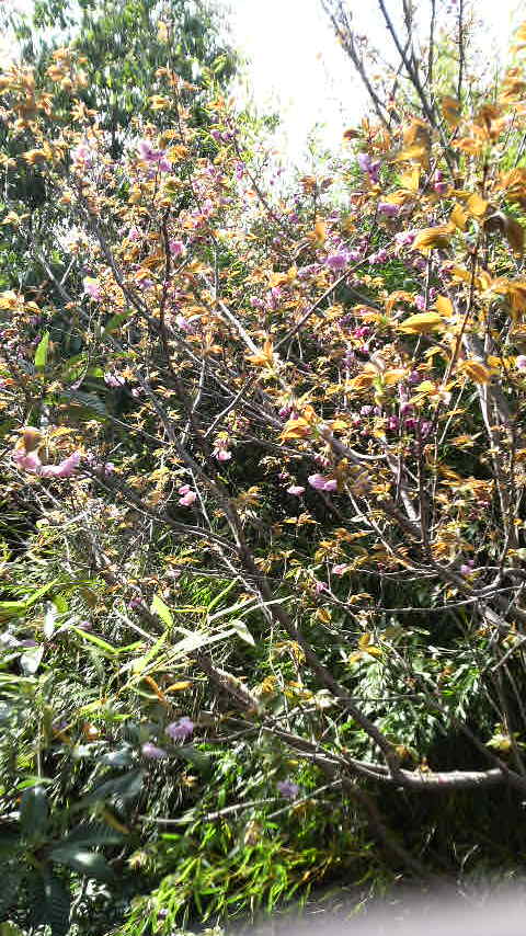 c0147261_1284925.jpg