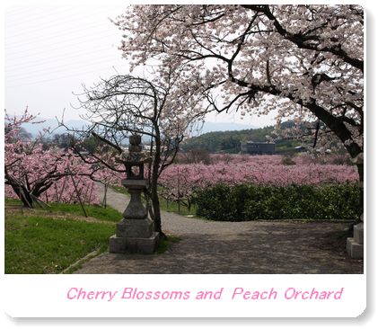♪岸和田の桃畑～Peach Orchard in Kishiwada_e0129862_16505180.jpg