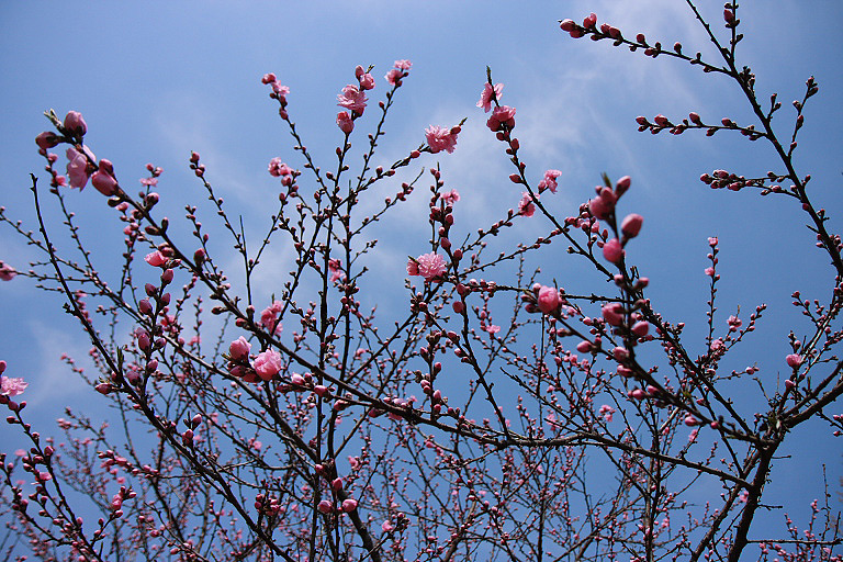 粕川堤防の桜_f0129465_18502927.jpg