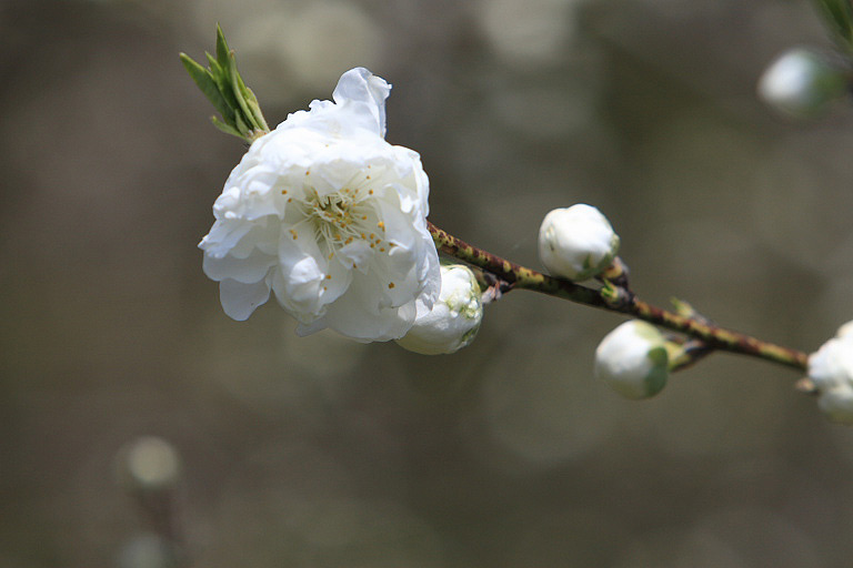 粕川堤防の桜_f0129465_18514113.jpg