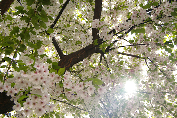 神田川～散り際の桜～　②_b0136768_21315499.jpg