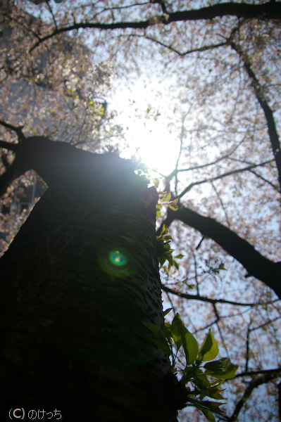 神田川～散り際の桜～　②_b0136768_2134174.jpg