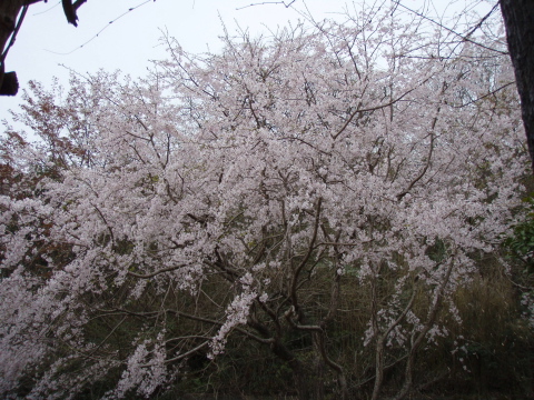 花見_a0077071_17442226.jpg