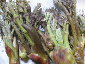 d0050871_10155646.gif