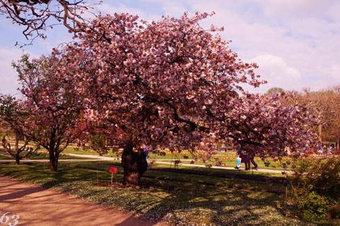 パリ植物園に桜舞う＊*_d0085274_5562672.jpg